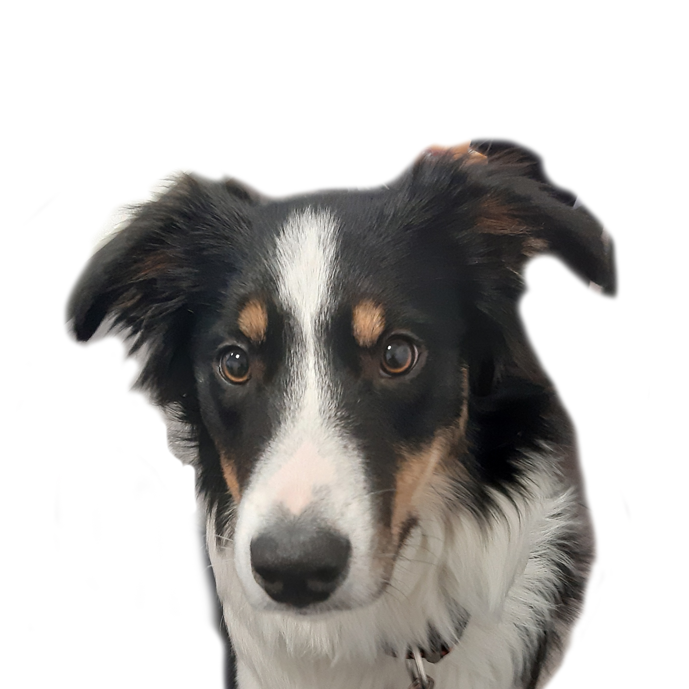 Mo - Kleiner Professor