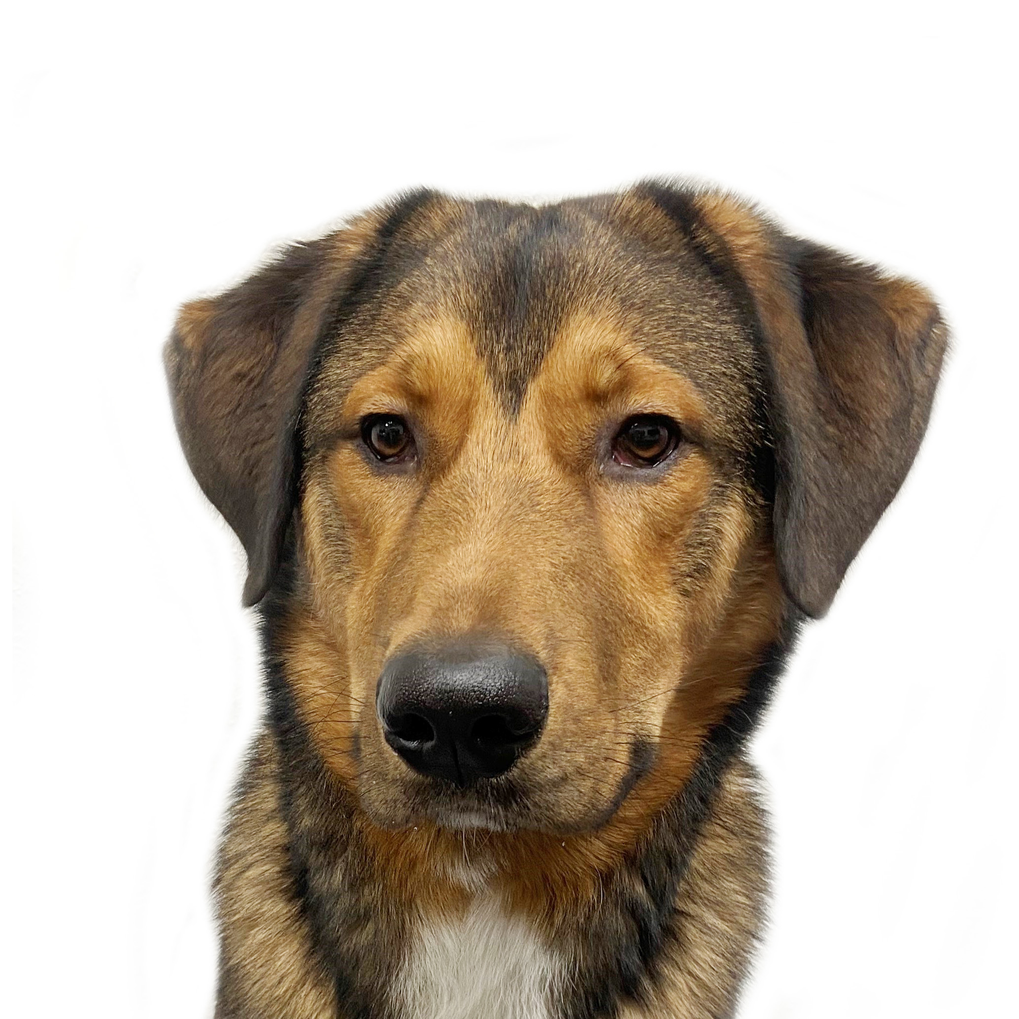 Flinn - Junior Leckerchen-Spezialist